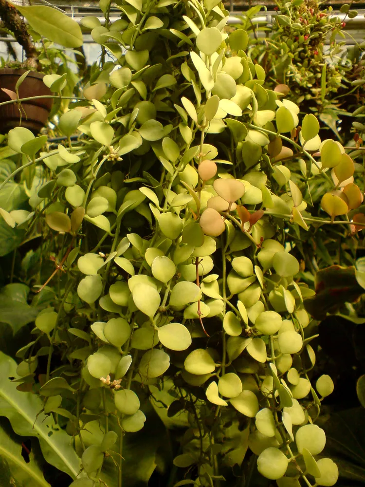 dischidia bengalensis plant showing characteristic features