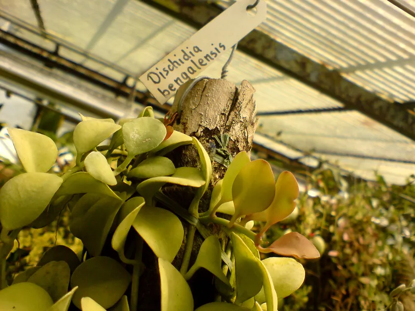 dischidia bengalensis plant showing characteristic features