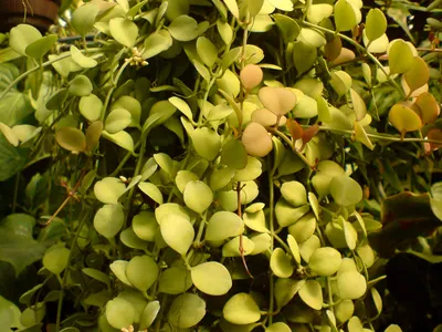 thumbnail dischidia bengalensis