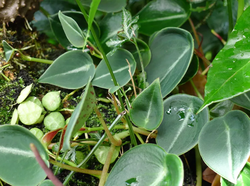 dischidia hirsuta plant showing characteristic features