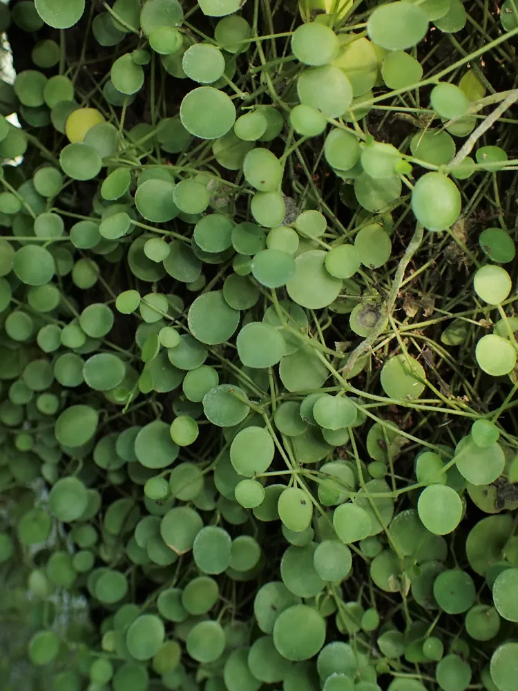 dischidia hirsuta plant showing characteristic features