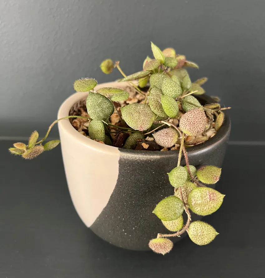 dischidia hirsuta plant showing characteristic features