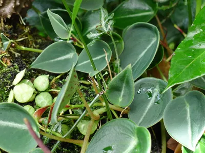 thumbnail dischidia hirsuta