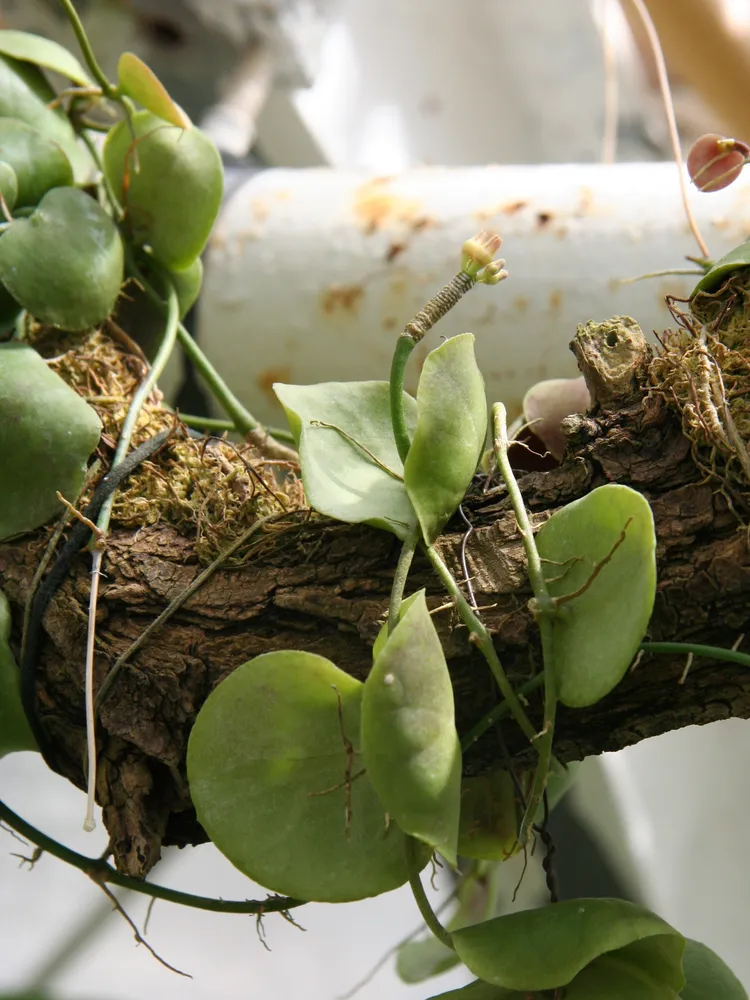 dischidia imbricata plant showing characteristic features