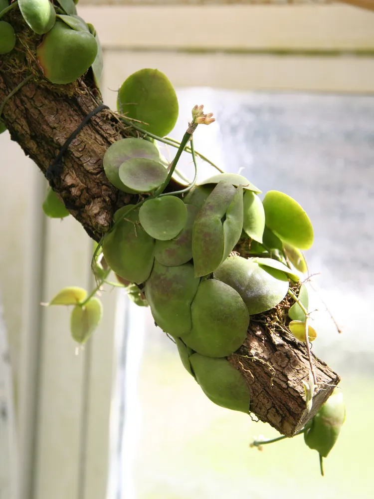 dischidia imbricata plant showing characteristic features
