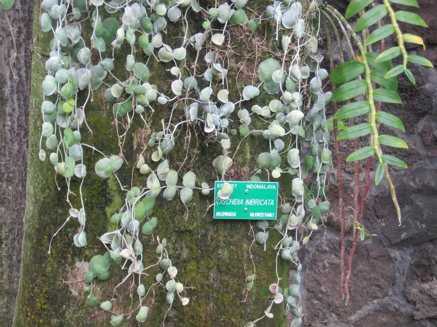 dischidia imbricata plant showing characteristic features