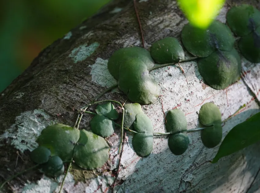 dischidia imbricata plant showing characteristic features