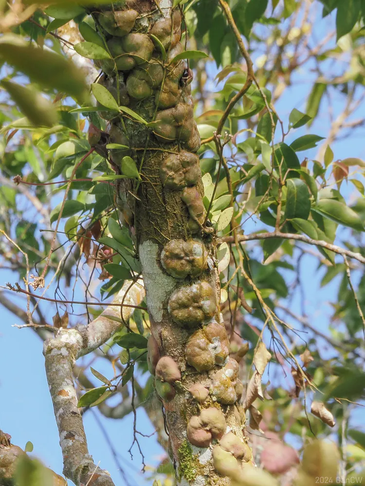 dischidia imbricata plant showing characteristic features