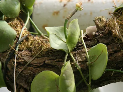 thumbnail dischidia imbricata