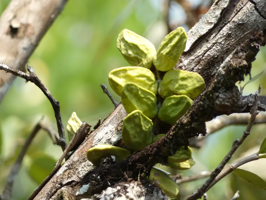 dischidia major plant showing characteristic features