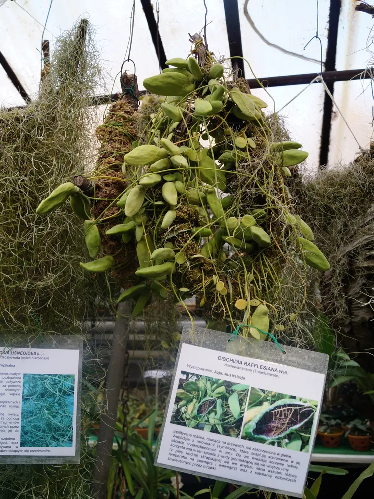 dischidia major plant showing characteristic features