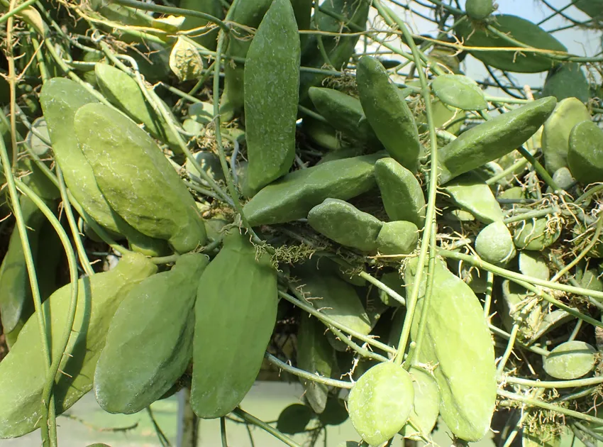dischidia major plant showing characteristic features