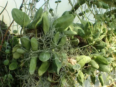 thumbnail dischidia major