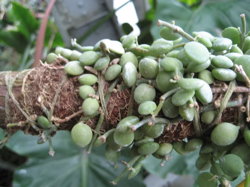 dischidia nummularia plant showing characteristic features