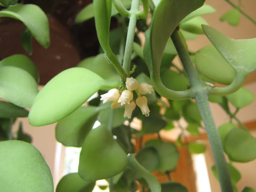 dischidia nummularia plant showing characteristic features
