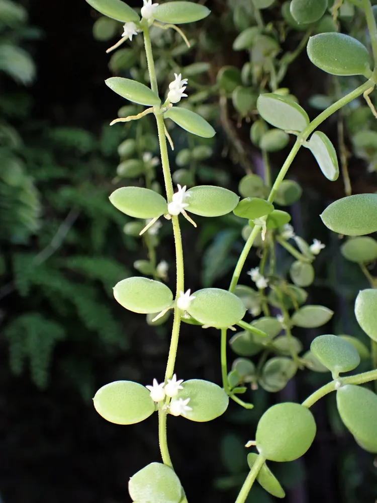 dischidia nummularia plant showing characteristic features