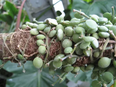 thumbnail dischidia nummularia