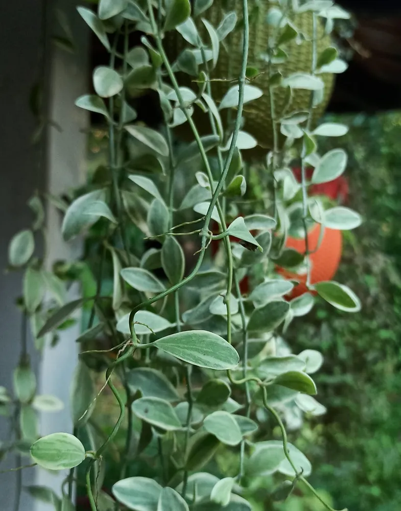 dischidia oiantha plant showing characteristic features