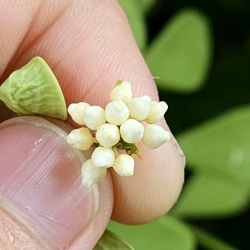 dischidia oiantha plant showing characteristic features