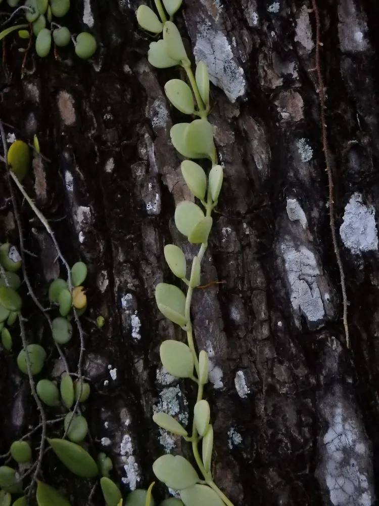 dischidia oiantha plant showing characteristic features