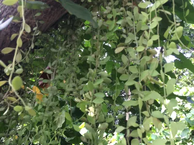 thumbnail dischidia oiantha
