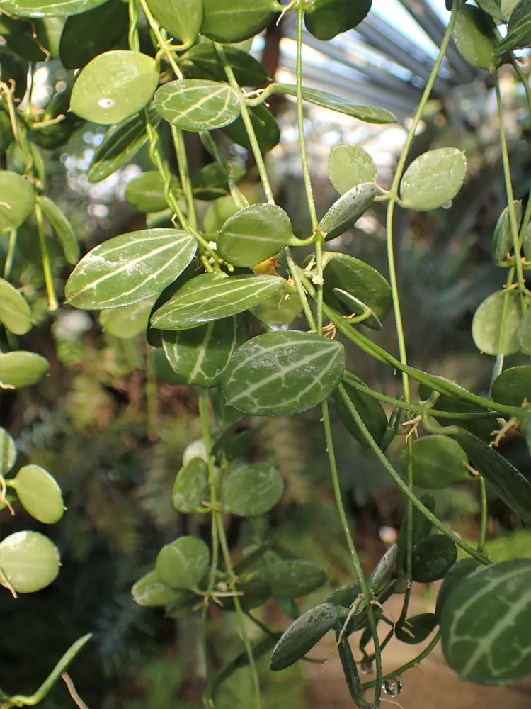 dischidia ovata plant showing characteristic features