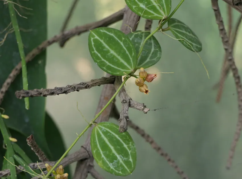 dischidia ovata plant showing characteristic features