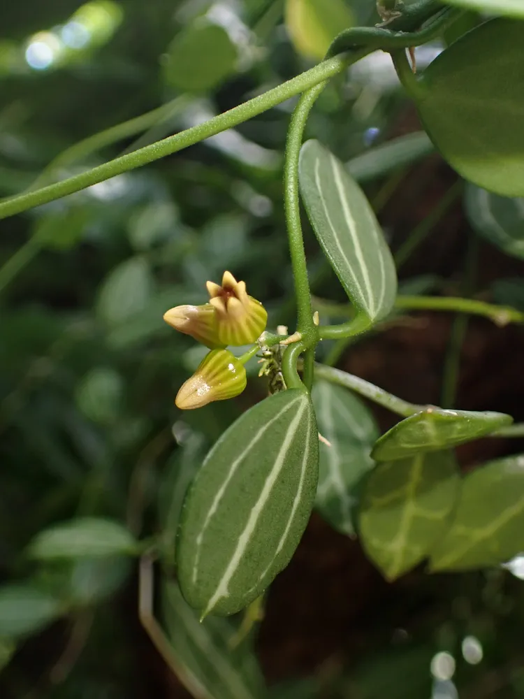 dischidia ovata plant showing characteristic features