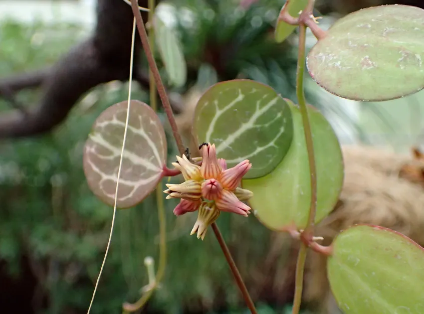dischidia ovata plant showing characteristic features