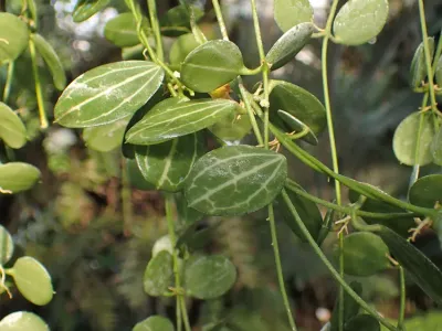 thumbnail dischidia ovata