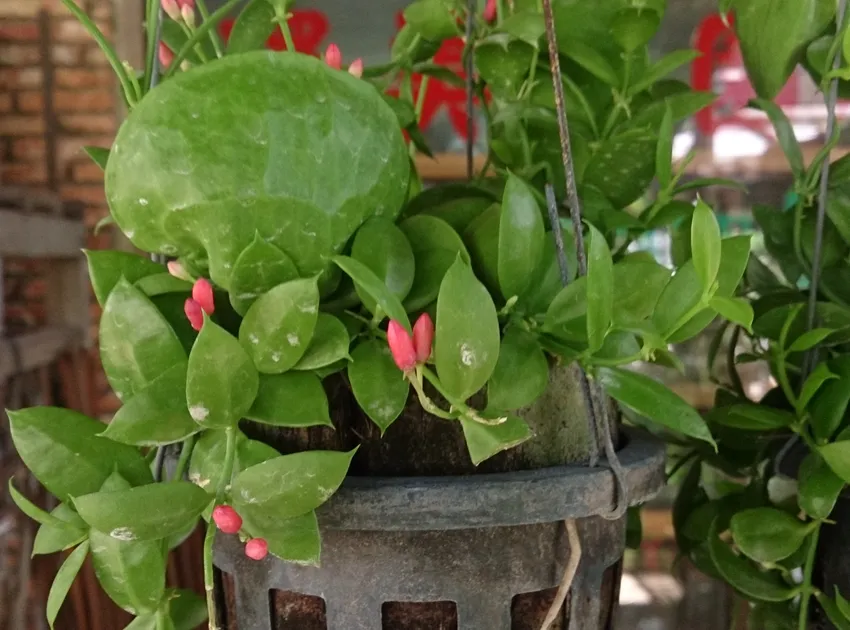 dischidia pectenoides plant showing characteristic features
