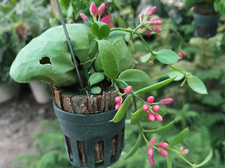 dischidia pectenoides plant showing characteristic features