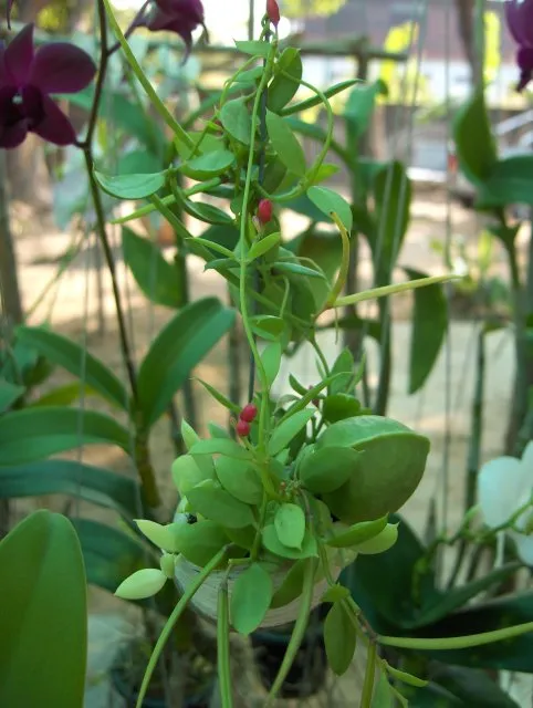 dischidia pectenoides plant showing characteristic features