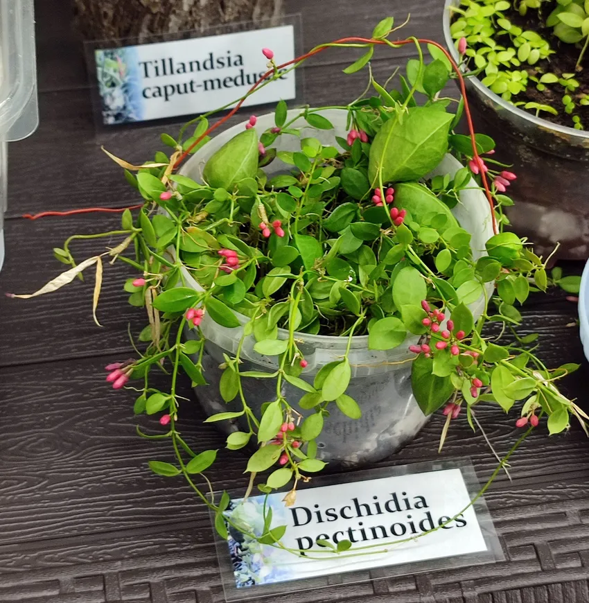 dischidia pectenoides plant showing characteristic features