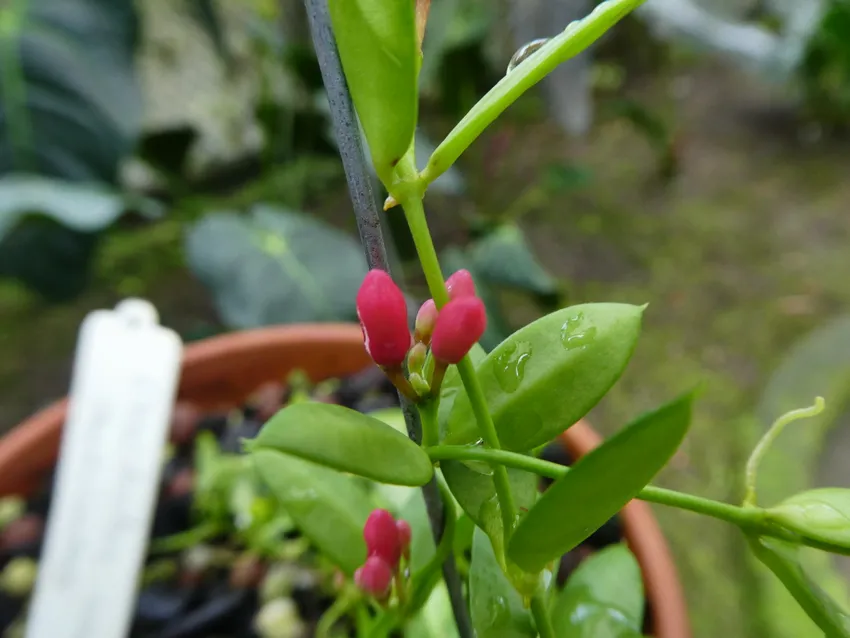 dischidia pectenoides plant showing characteristic features