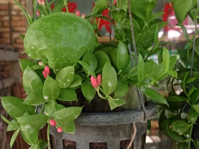thumbnail dischidia pectenoides