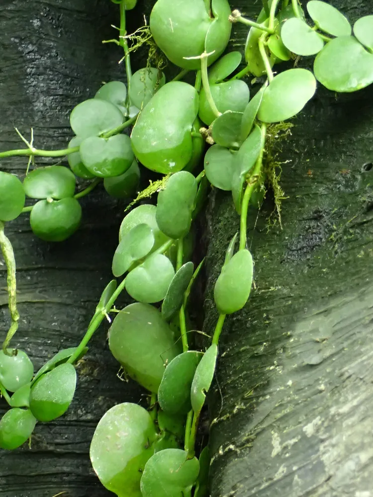 dischidia platyphylla plant showing characteristic features