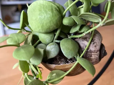 thumbnail dischidia platyphylla