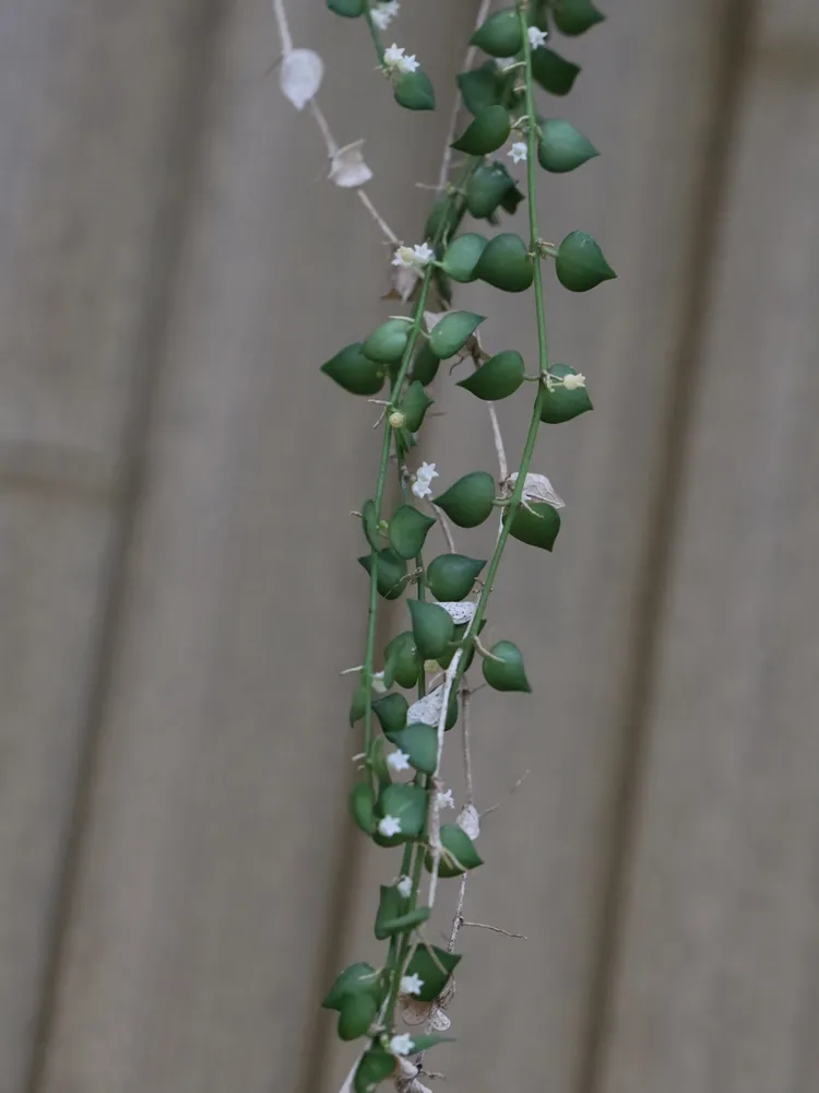 dischidia ruscifolia plant showing characteristic features