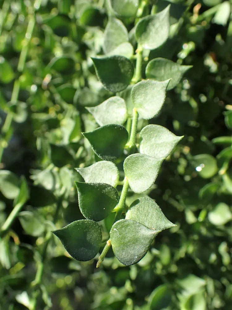 dischidia ruscifolia plant showing characteristic features