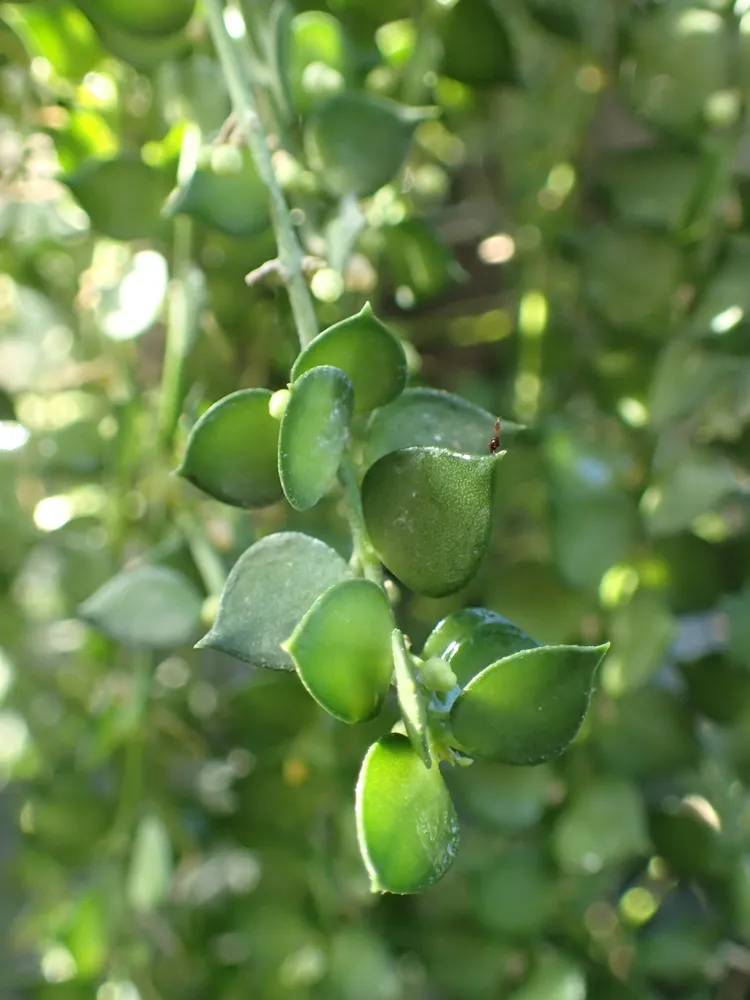 dischidia ruscifolia plant showing characteristic features