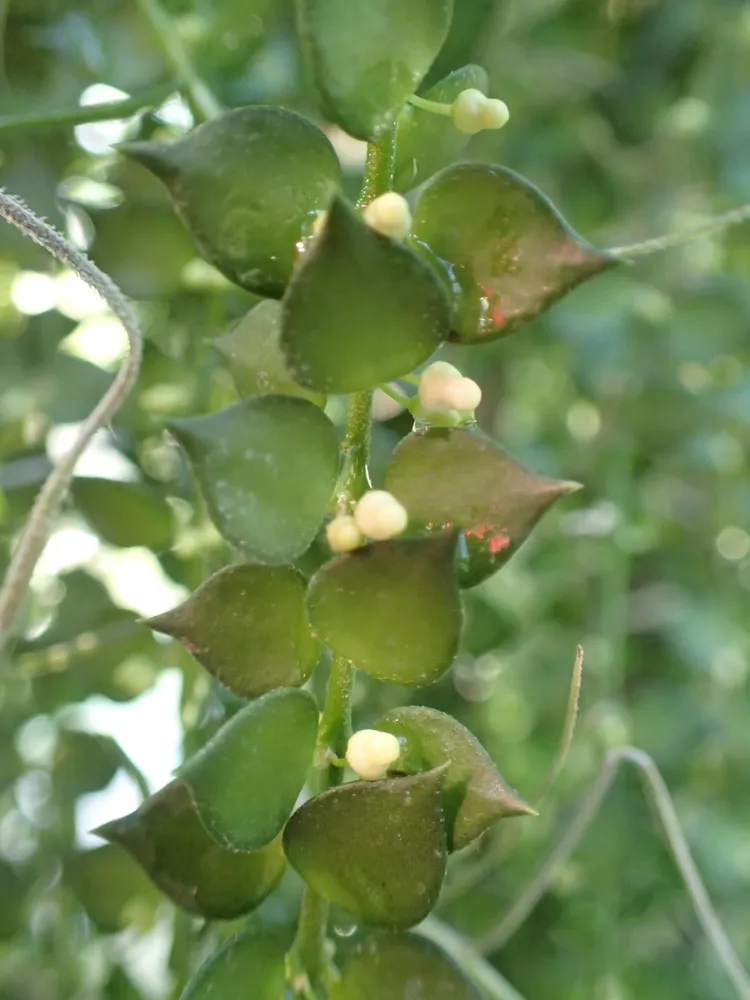 dischidia ruscifolia plant showing characteristic features