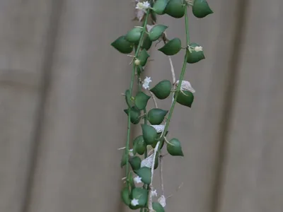thumbnail dischidia ruscifolia