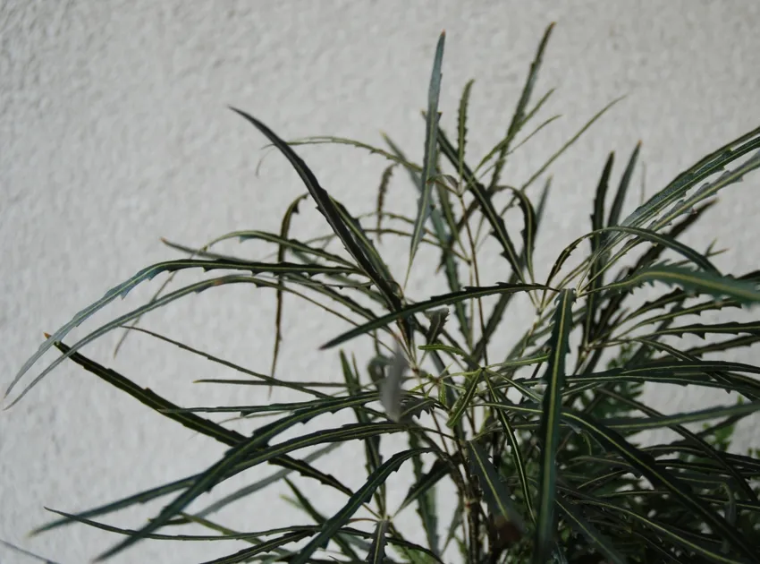 dizygotheca elegantissima plant showing characteristic features