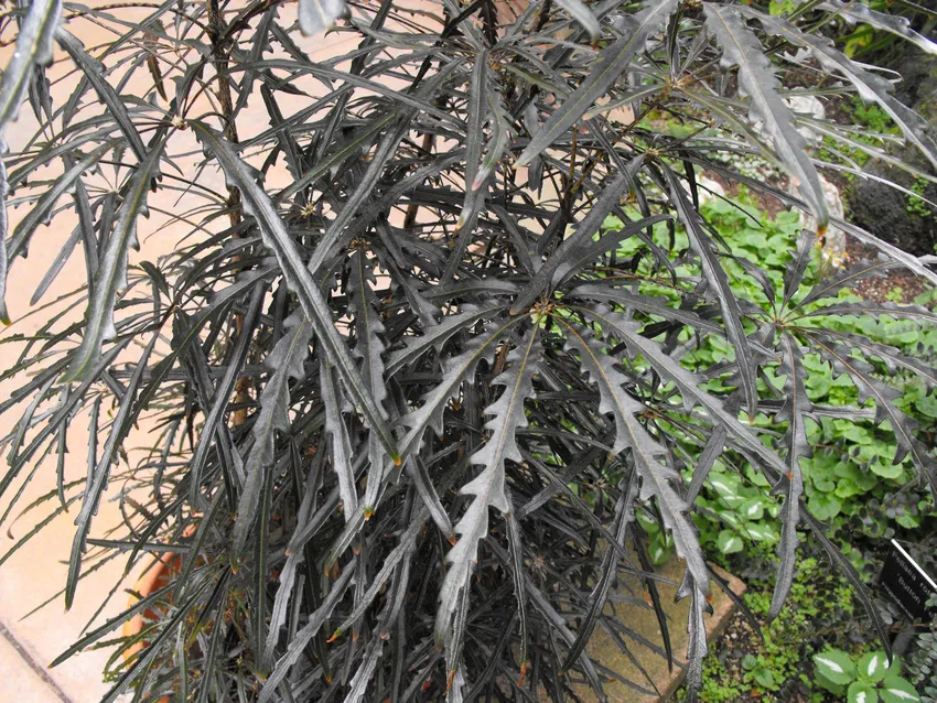 dizygotheca elegantissima plant showing characteristic features