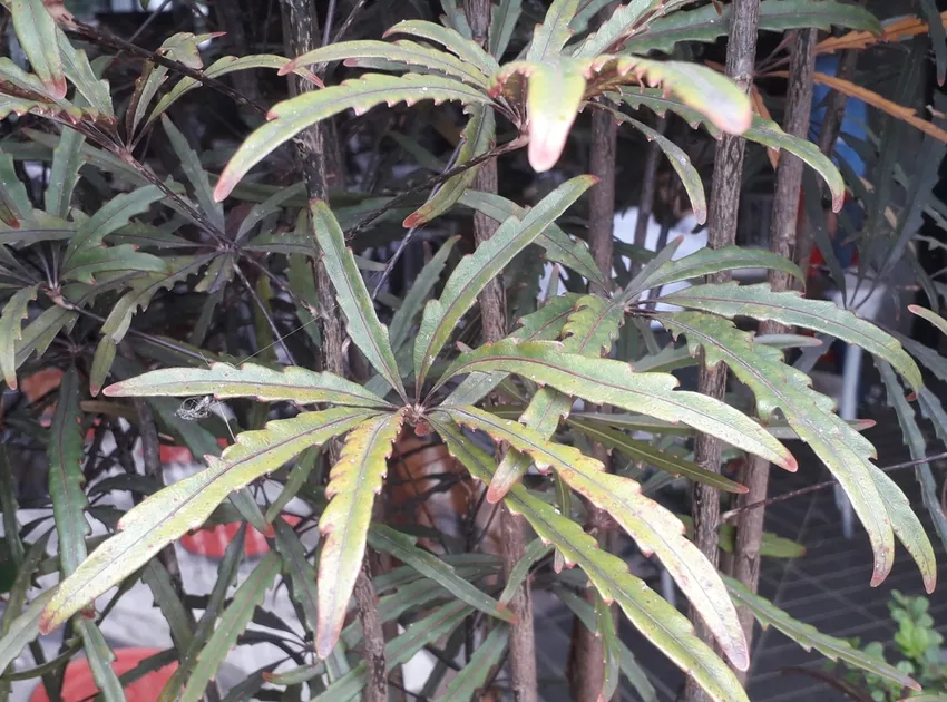 dizygotheca elegantissima plant showing characteristic features