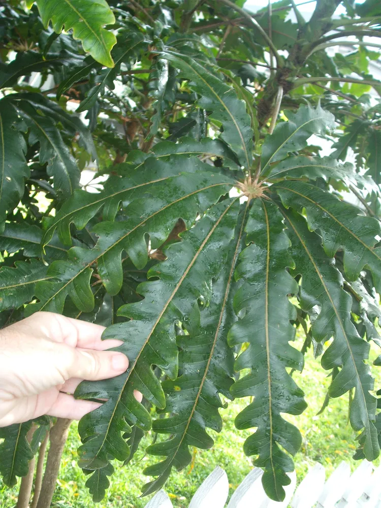 dizygotheca elegantissima plant showing characteristic features