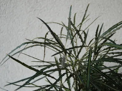 thumbnail dizygotheca elegantissima