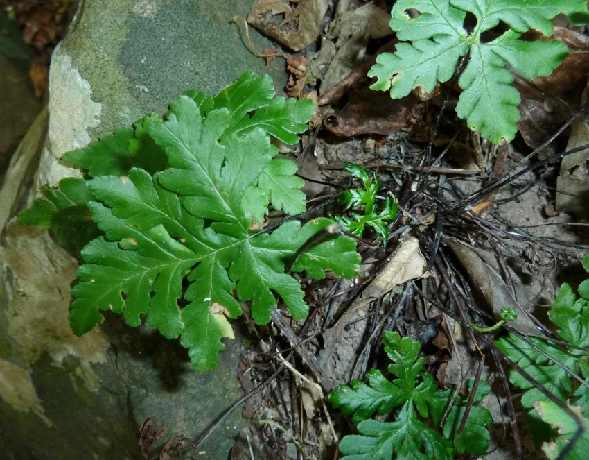 doryopteris concolor plant showing characteristic features