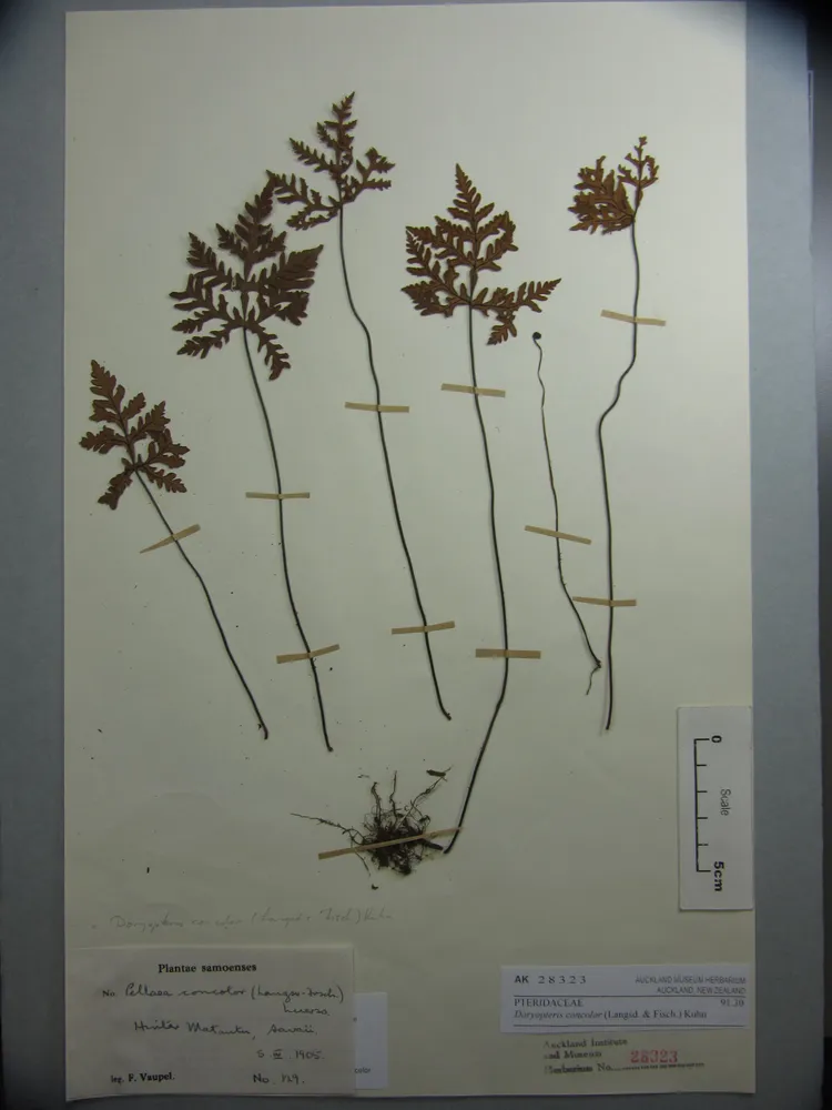 doryopteris concolor plant showing characteristic features